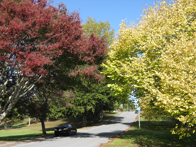 At 14 Coleridge St.- Cambridge Tree Trust